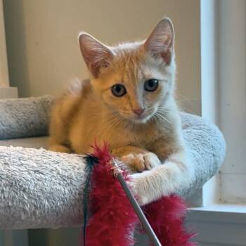 Cleo (C000-211) - City of Industry Location -  Domestic Medium Hair Cat for Adoption in Chino Hills, California - Cleo (C000-211) - City Of Industry Location | PetCurious