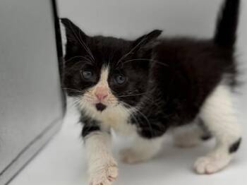 Fizzy -  Domestic Short Hair Cat for Adoption in Portland, Oregon - Fizzy | PetCurious