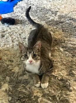 Frenchie -  Tabby and Domestic Short Hair Cat for Adoption in Greensburg, Pennsylvania - Frenchie | PetCurious