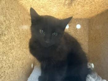 PHEE -  Domestic Medium Hair Cat for Adoption in Kent, Washington - PHEE | PetCurious