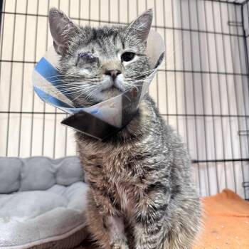 Domestic Short Hair Cats Available for Adoption in New York, New York - Nothic | PetCurious