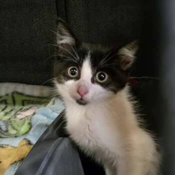 Flower -  Domestic Medium Hair Cat for Adoption in Park Falls, Wisconsin - Flower | PetCurious