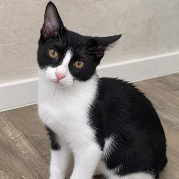 Domestic Short Hair Cats Available for Adoption in Gun Barrel City, Texas - Freya | PetCurious