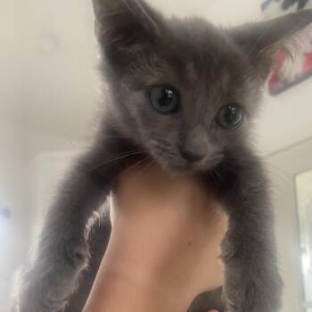 Croissant -  Domestic Short Hair Cat for Adoption in Chapel Hill, North Carolina - Croissant | PetCurious