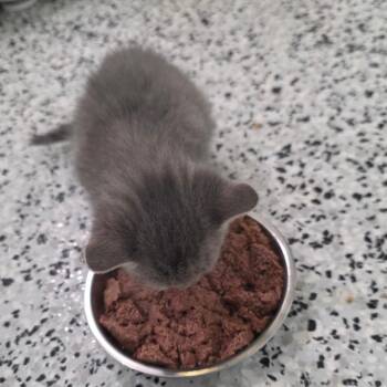 Domestic Short Hair Cats Available for Adoption in Chapel Hill, North Carolina - Phoebe | PetCurious