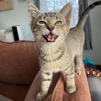 Mila -  Domestic Short Hair Cat for Adoption in Los Angeles, California - Mila | PetCurious