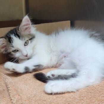 Marshmallow -  Domestic Medium Hair Cat for Adoption in Milan, Illinois - Marshmallow | PetCurious