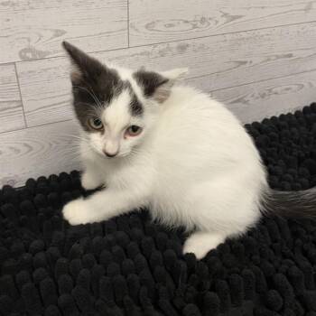 A612222 -  Domestic Short Hair Cat for Adoption in Modesto, California - A612222 | PetCurious