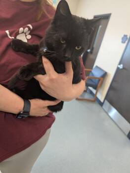 Domestic Short Hair Cats Available for Adoption in Portland, Indiana - Cinder | PetCurious