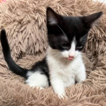 Tae -  Domestic Medium Hair Cat for Adoption in Floresville, Texas - Tae | PetCurious