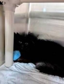 Care Bear -  Domestic Short Hair Cat for Adoption in Whitby, Ontario - Care Bear | PetCurious