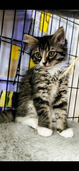 Domestic Long Hair Cats Available for Adoption in St. Louis, Missouri - Jeanie | PetCurious