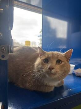 Domestic Short Hair Cats Available for Adoption - BUDDY | PetCurious