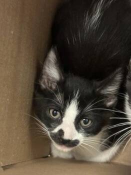 Stash -  Domestic Short Hair Cat for Adoption in Wichita, Kansas - Stash | PetCurious
