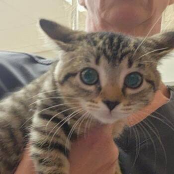 Fudge - 052920U -  Domestic Short Hair Cat for Adoption in Tupelo, Mississippi - Fudge - 052920U | PetCurious