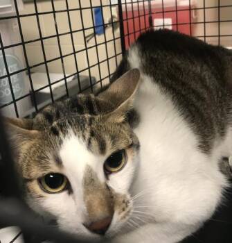 Domestic Short Hair Cats Available for Adoption in Conroe, Texas - A427349 | PetCurious