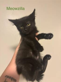 Rescue Domestic Short Hair Cats for Adoption in Clarksville, Tennessee - Meowzilla SKS | PetCurious