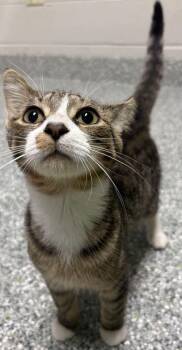 Harley -  Domestic Short Hair Cat for Adoption in Jackson, Michigan - Harley | PetCurious