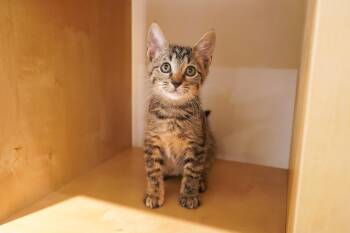 Princess Bubblegum -  Domestic Short Hair Cat for Adoption in San Antonio, Texas - Princess Bubblegum | PetCurious
