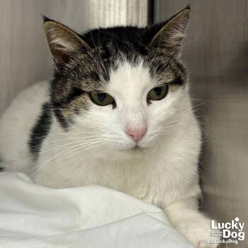 Domestic Short Hair Cats Available for Adoption - Twopher | PetCurious