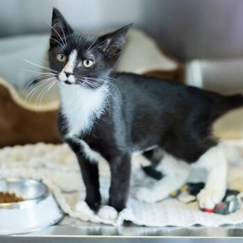 Tuxie -  Domestic Short Hair Cat for Adoption - Tuxie | PetCurious