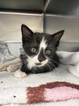 Victor -  Domestic Short Hair Cat for Adoption in Pomona, New York - Victor | PetCurious
