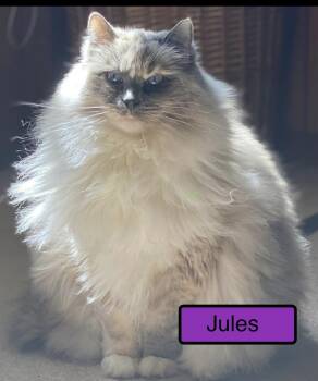 Siamese and Domestic Long Hair Cats Available for Adoption in Zimmerman, Minnesota - Jules | PetCurious