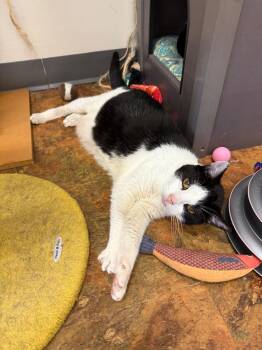 Rescue Domestic Short Hair Cats for Adoption in Miami Beach, Florida - Muchacho | PetCurious