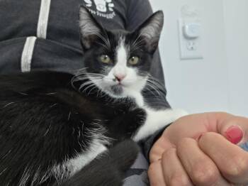 Domestic Short Hair Cats Available for Adoption in San Diego, California - Trouble | PetCurious