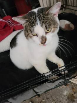 Domestic Short Hair Cats Available for Adoption - Mr. Stashio - In Foster | PetCurious