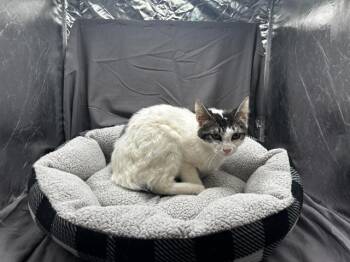 PAN -  Domestic Short Hair Cat Available for Adoption in Grovetown, Georgia - PAN | PetCurious