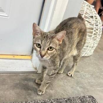 Angela -  Domestic Short Hair Cat for Adoption in Lenexa, Kansas - Angela | PetCurious