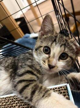 May -  Domestic Short Hair Cat for Adoption in Kenhorst, Pennsylvania - May | PetCurious