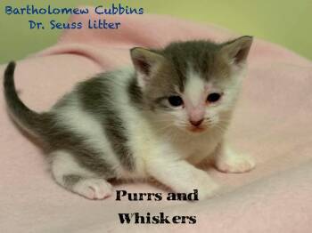 Domestic Short Hair Cats Available for Adoption in New Hartford, New York - Bartholomew Cubbins | PetCurious