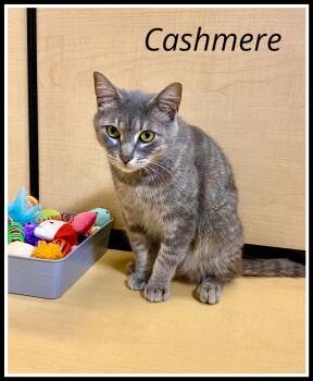 Tabby Cats Available for Adoption - Cashmere (02/06/2026-135) Jenkintown Petsmart | PetCurious