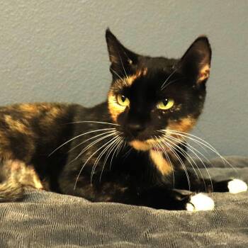 Drizzle -  Domestic Short Hair Cat for Adoption in Lakeland, Florida - Drizzle | PetCurious