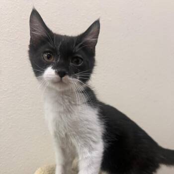 Kermit -  Domestic Short Hair Cat for Adoption in Las Vegas, Nevada - Kermit | PetCurious