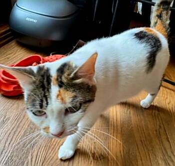 MAMA MAPLE -  Domestic Short Hair Cat for Adoption in Franklin, Tennessee - MAMA MAPLE | PetCurious