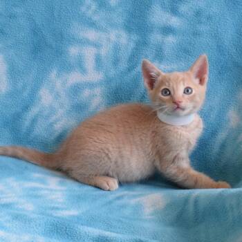 Oak 52640 -  Domestic Short Hair Cat for Adoption in Eureka, California - Oak 52640 | PetCurious