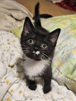 SWISS ROLL -  Domestic Short Hair Cat for Adoption in Clyde, North Carolina - SWISS ROLL | PetCurious