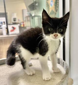 MOLLY -  Domestic Short Hair Cat for Adoption in Sarasota, Florida - MOLLY | PetCurious