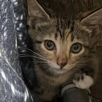 Doralee -  Domestic Short Hair Cat for Adoption - Doralee | PetCurious