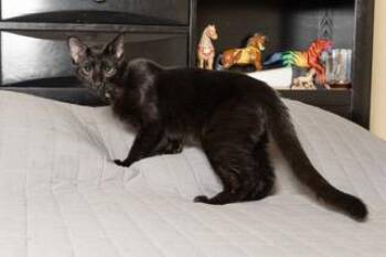 KITTEN TUCKER -  Domestic Short Hair Cat for Adoption in Franklin, Tennessee - KITTEN TUCKER | PetCurious