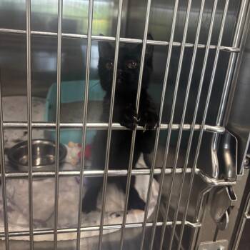 Karma -  Domestic Short Hair Cat for Adoption in Brookfield, Missouri - Karma | PetCurious