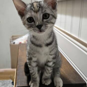 American Shorthair Cats Available for Adoption - Star-kj | PetCurious