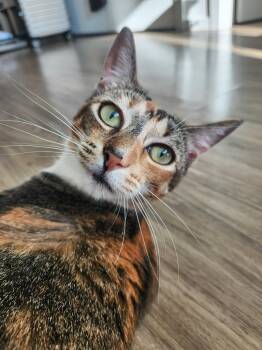 Rescue Domestic Short Hair Cats for Adoption in Seattle, Washington - Gigi | PetCurious