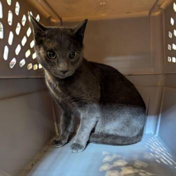 Tairn -  Domestic Short Hair Cat for Adoption in Lynchburg, Virginia - Tairn | PetCurious