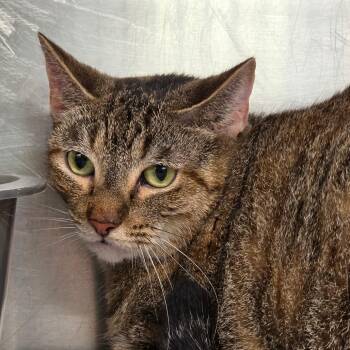 India -  Domestic Short Hair Cat for Adoption in Leander, Texas - India | PetCurious