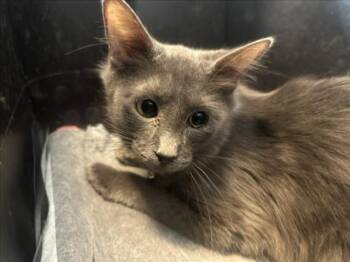 Domestic Long Hair Cats Available for Adoption - ECHO | PetCurious