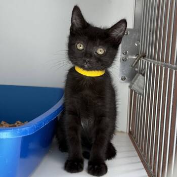 Martini (bonded w/ Olive) -  Domestic Short Hair Cat for Adoption in Oakland, California - Martini (bonded W/ Olive) | PetCurious